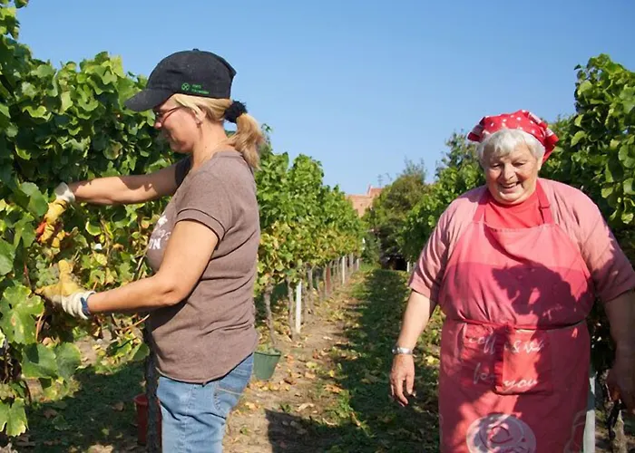 Consulat Des Weins Hotel Sankt Martin