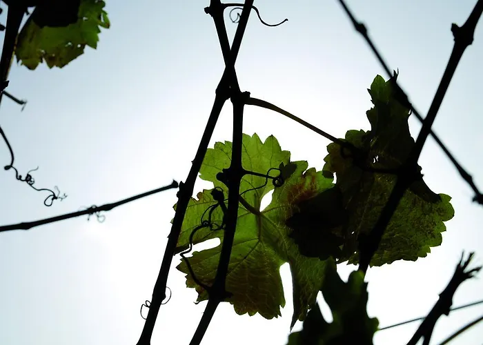 Hotel Consulat Des Weins